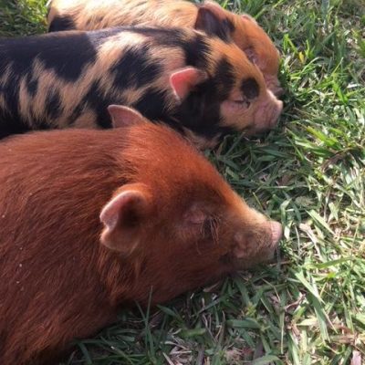 Our First Week With the Kunekune Piglets