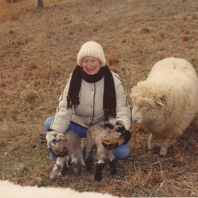 Why Icelandic Sheep?